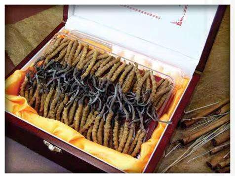 醴陵冬虫夏草回收